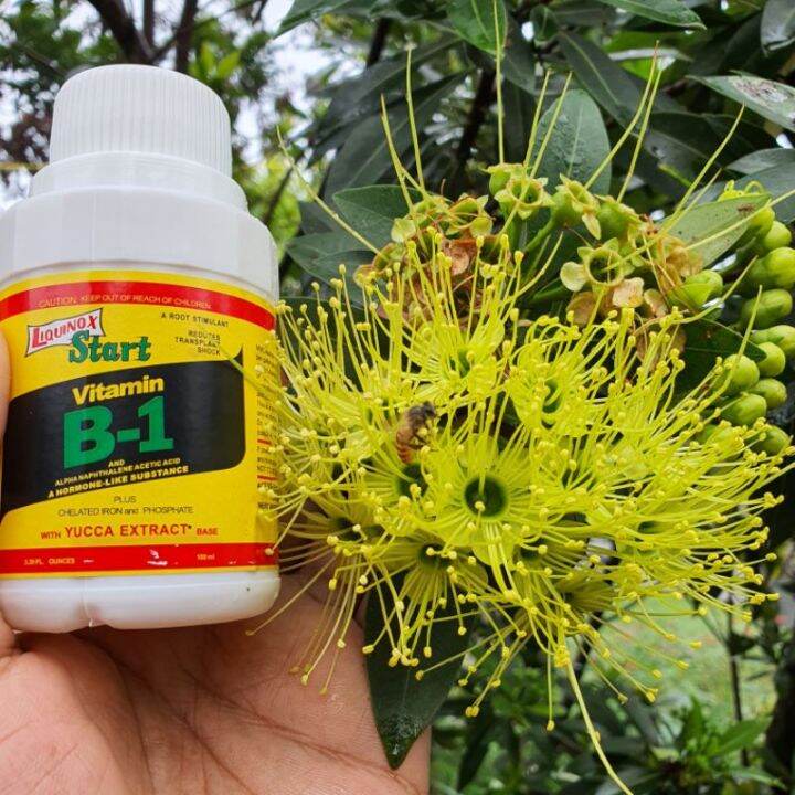 Pupuk Vitamin B1 Tanaman 100ml LIQUINOX Original Anti Stress Untuk ...