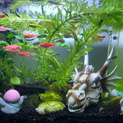 Aquarium Decoration Rock Caves Hideaway for Shrimp Cichlid Fish Hideout Decor Office Decor Dinosaur Skull, Dragon