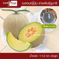 ?เมลอนยูบาริ รวมส่ง สายพันธุ์ญี่ปุ่น (เนื้อเขียว) เกรดพรีเมี่ยม รสชาติหวาน ฉ่ำน้ำ 1 กล่อง บรรจุ 3-4 ลูก