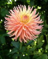 1 หัว/ออเดอร์ รักเร่ Dahlia สายพันธุ์ Camano Sitka หัวรักเร่ ดอกไม้ หัวหน่อ เหง้า นำเข้า เนเธอร์แลน หัวสดใหม่