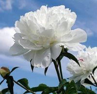 10 เมล็ด เมล็ดโบตั๋น ดอกโบตั๋น ดอกพีโอนี (Peony) สีขาว White Peony ดอกไม้นี้​เป็นสัญลักษณ์ของความมั่งคั่งร่ำรวย ความซื่อสัตย์ อัตราการงอก 70-80%