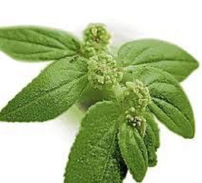 TawaTawa seeds (herbal ) ancient herbs that used by our ancestor