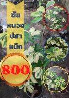 1 กระถาง ต้นหนวดปลาหมึกด่าง ไม้ฟอกอากาศปลูกประดับให้ความสวยงาม สูงเกิน 60 ซม.จัดส่งพร้อมกระถาง