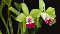 30 เมล็ดพันธุ์ เมล็ดดอกกล้วยไม้  แคทลียา (Cattleya Orchids) Orchid flower seeds อัตราการงอก 80-85%