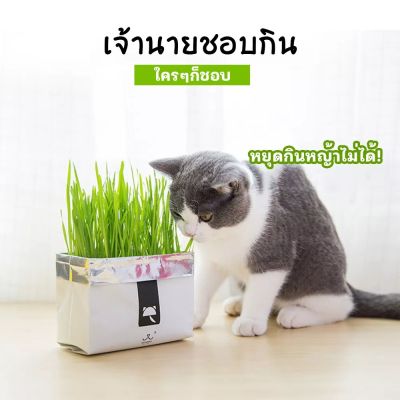 🌱ชุดปลูกข้าวสาลี หญ้าแมว ข้าวสาลีแมว ให้อาหารโดยตรง ออแกนิค 100% ปลอดภัย ไร้สารพิษ แบบถุงปลูกง่ายแค่เติมน้ำ