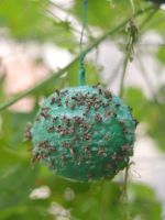 ❈♛✷ Fly-attracting ball orchard citrus large fruit fly sticky insect trapping melon needle bee