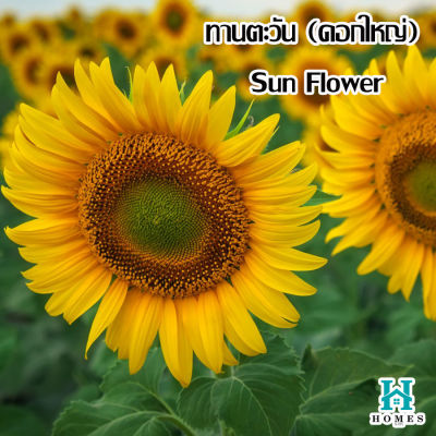 ทานตะวัน (ดอกใหญ่) Sun Flower🌈 200 เมล็ด ดอกไม้ 🌸ขนาดดอก 17-20 cm homes