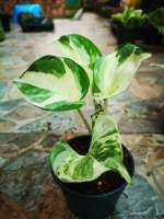 พลูแอ๊ปเปิ้ล (Epipremnum aureum (Linden &amp; André) G. S. Bunting) #ไม้ด่าง #ไม้ฟอกอากาศ #ใจเกษตร