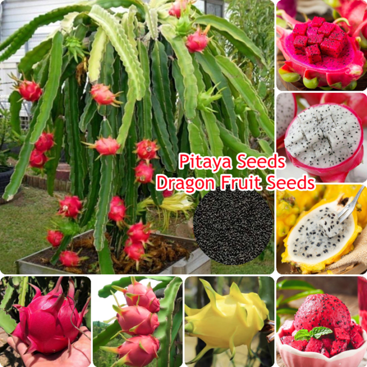 100-100-dragon-fruit-seed-pitaya-seeds