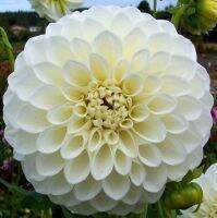 1 หัว/ออเดอร์ รักเร่ Dahlia สายพันธุ์ Boom Boom White หัวรักเร่ ดอกไม้ หัวหน่อ เหง้า นำเข้า เนเธอร์แลน หัวสด