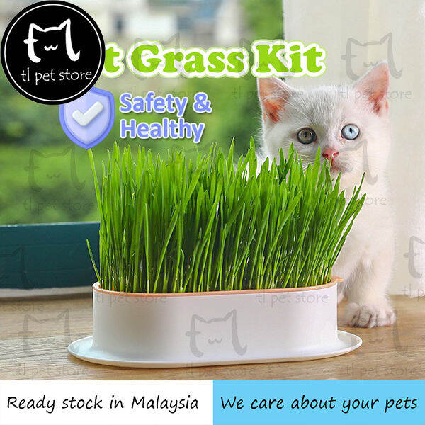 Cat Grass Kit Cat Grass Seed Planter Box Hydroponics Growing Cat Grass