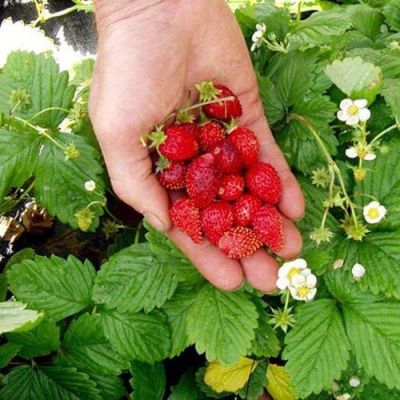 50 เมล็ด สตอร์เบอรี่ ใช้ทำแยม woodland strawberry, Alpine strawberry, European strawberry อัตราการงอก 80-85%.