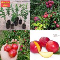 (1ต้น) ต้น ลูกพลัม พันธุ์ ซานต้าโลซ่า Santa Rosa Plums ต้นลูกพลัม ต้นพลัม พลัม / พิสุทธิ์