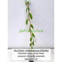 มาใหม่จ้า ต้นวานิลลา สายพันธุ์แพลนนิโฟเลีย (Planifolia Vanilla Orchid Plant) พร้อมถุงดำ 3 นิ้ว แทงรากแล้ว ความสูง 50 ซม. HOT ต้นไม้ ฟอก อากาศ กระถาง ต้นไม้ ไม้ ประดับ ต้นไม้ ปลูก ใน บ้าน