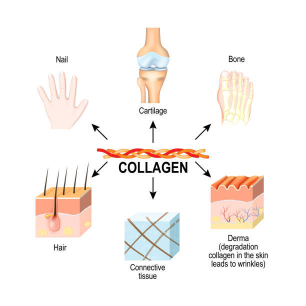 collagen-type-ii-powder-100-คอลลาเจน-ไทพ์ทู-100-ชนิดผง-ขนาด-100-000-และ-200-000-มิลลิกรัม