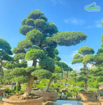Tùng LA HáN Bonsai để BàN giá rẻ Tháng 10,2023|BigGo Việt Nam