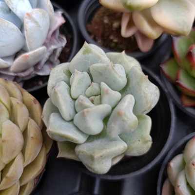 พร้อมส่ง กุหลาบหิน HYBRID CREAM​PUFF ไม้อวบน้ำ ไฮบริด สายพันธุ์ใหม่ๆ กระถาง 5 cm succulent echeveria haworthia lithop Cactus