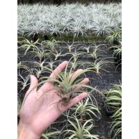 Tillandsia Capitata Peach