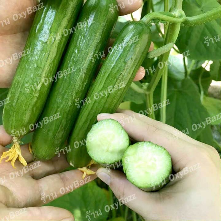 เมล็ดพันธุ์แตงกวาฮอลแลนด์-เมล็ดแตงกวาฮอลันดา-30เมล็ด-แตงกวาไร้หนาม-dutch-cucumber-seeds