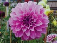 1 หัว/ชุด รักเร่ Dahlia Bulb สายพันธุ์ Cosmo Polly หัวรักเร่ ดอกไม้ หัวหน่อ นำเข้า เหง้า เนเธอร์แลน หัวสดใหม่