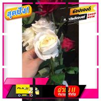 [ โปรโมชั่นพิเศษ!! รีบซื้อก่อนของหมด!! ] 6 ดอก กุหลาบขาว Artficial white rose ดอกไม้ประดิษฐ์เกรดพรีเมี่ยม [ ของมันต้องมี!! ]