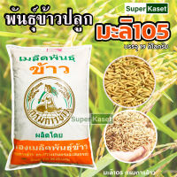 เมล็ดพันธุ์ข้าวมะลิ 105 ตรากรมการข้าว พันธุ์ข้าวหอมมะลิ 105 ข้าวปลูก บรรจุ 19 กก.