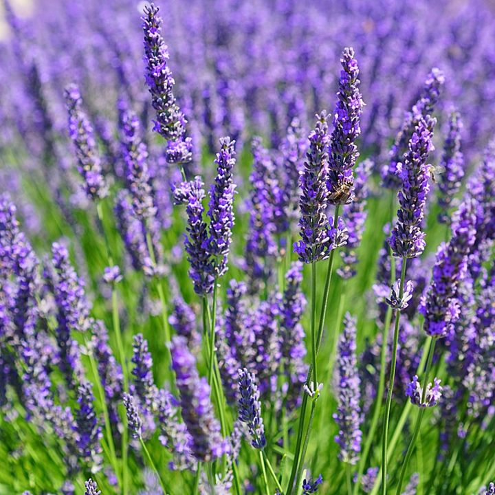 ขายส่ง-1-กิโลกรัม-เมล็ดดอกลาเวนเดอร์-lavender-seeds-เมล็ดพันธุ์-ลาเวนเดอร์-ดอกไม้-flowers-สีม่วง-น้ำหอม-ชาดอกลาเวนเดอร์-ดอกไม้อบแห้ง-ออร์แกนิค