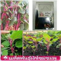 เมล็ดผักโขมชมพู (Pink Amaranth)​สีสวย สะดุดตา