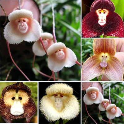 ( PRO+++ ) โปรแน่น.. 50ชิ้น / แพ็ค Monkey  Orchid seeds กล้วยไม้หน้าลิง ต้นไม้มงคล ต้นไม้ฟอกอากาศ ต้นไม้ประดับ เมล็ดบอนสี พันธุ์ไม้ดอก ราคาสุดคุ้ม พรรณ ไม้ น้ำ พรรณ ไม้ ทุก ชนิด พรรณ ไม้ น้ำ สวยงาม พรรณ ไม้ มงคล