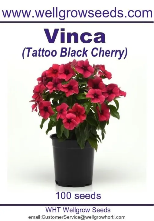 Vinca Tattoo Orange Seed – Harris Seeds