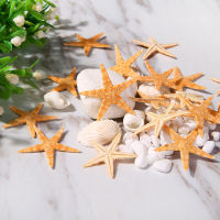 Kada Sea shells 2-3cm 50ชิ้น/ถุงมินิปลาดาวหัตถกรรมตกแต่ง NATURAL Sea Stars DIY