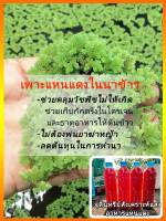 ชุดแหนแดง+อาหารพร้อมขยายพันธุ์