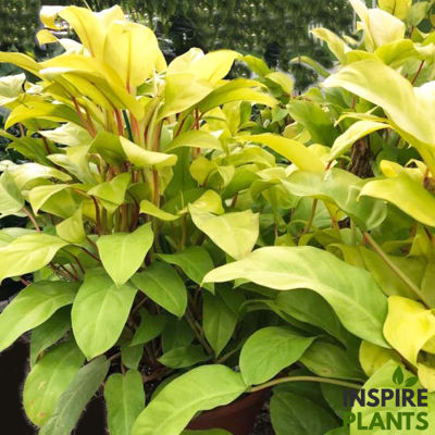 INSPIRE PLANTS , ต้นฟิโลทอง ฟิโลเดนดรอนสีทอง philodendron lime lemon ใบสวยมาก มีตัดกิ่งสด และเป็นพุ่ม (เป็นไม้เลื้อย ใบอ่อนสีเขียวอมเหลือง)