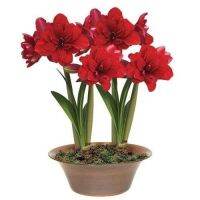 1 หัวว่าน ว่านสี่ทิศฮอลแลนด์ Amaryllis Amarantia 18-24 ซม สินค้านำเข้า แช่เย็นแล้ว หัวขนาดใหญ่ สินค้าจำนวนจำกัด