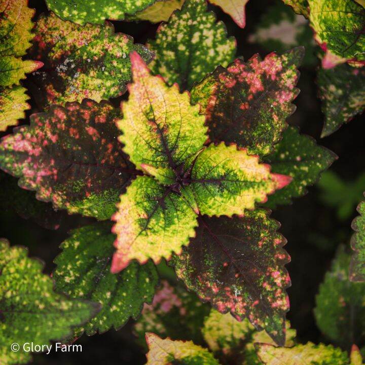 Mayana Coleus Plant Cutting 25 ( Top Rare Mayana ) Live Plant Lazada PH