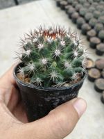 ??หนามพิกุลแดง ??  Mammillaria mammillaris  ขนาด 5 ซม.ไม้เมล็ด ต้นกระบองเพชร ต้นแคคตัส (แคคตัส กระบองเพชร)