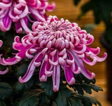 100 เมล็ดพันธุ์ เมล็ด ดอกเบญจมาศ หรือ ดอกมัม เป็นดอกไม้แห่งความรื่นเริงและความบริสุทธิ์ใจ Chrysanthemums Seeds อัตราการงอกสูง 70-80%