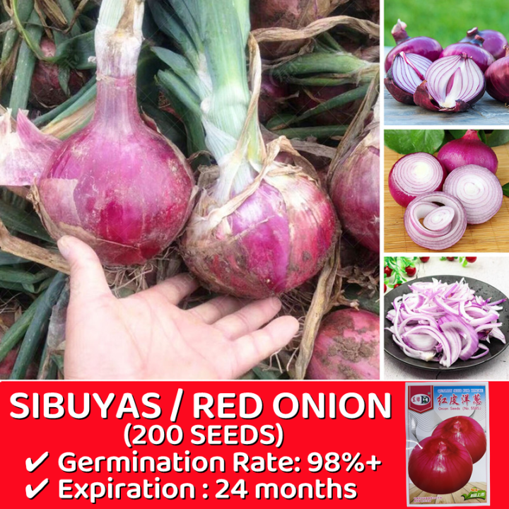 Organic Red Onion Seeds Easy To Grow Philippines 200 Seeds High Yield Red Hawk Variety Onion