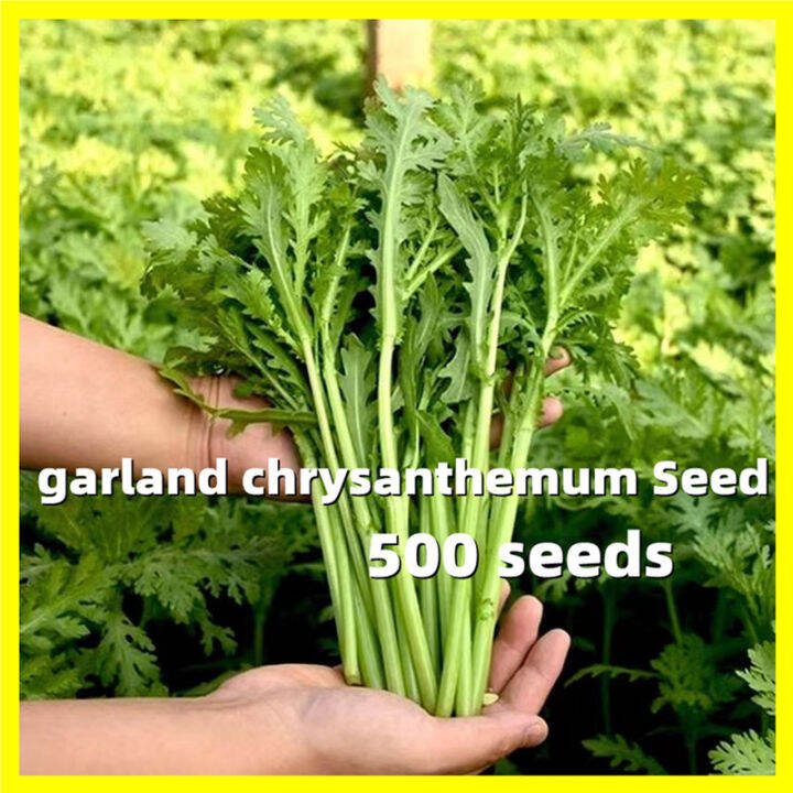 Garland Chrysanthemum Seed 500 Seeds Garland Chrysanthemum Vegetable