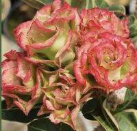 2 เมล็ด เมล็ดพันธุ์ ชวนชม สายพันธุ์ Rosa do deserto สีส้ม Bonsai Desert Rose Adenium Seed กุหลาบทะเลทราย ราชินีทะเลทราย บอนไซ มีคู่มือปลูก