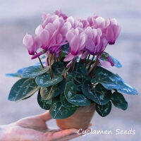 ปลูกง่าย ปลูกได้ทั่วไทย ของแท้ 100% 200PCS Mixed Colors Cyclamen Seeds Bonsai Potted Flower Seeds เมล็ดพันธุ์ดอกไม้ ไม้ประดับ อุปกรณ์ทำสวน ดอกไม้ปลูก จัดสวน ดอกไม้ปลูก บอนไซ แต่งบ้านและสวน ต้นไม้มงคล Plants Seeds for Home &amp; Garden Planting