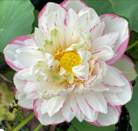 5 เมล็ดพันธุ์ บัว สายพันธุ์ DASAJIN LOTUS LARGE VERSICOLOR LOTUS สีขาว เพาะปลูกและเก็บเมล็ดในไทย ขยายพันธุ์ในไทยได้ สายพันธุ์นิยมปลูกในอเมริกา