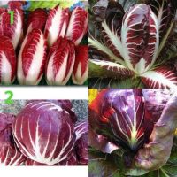 เมล็ดพันธุ์ แรดิชิโอ มีให้เลือก 2 แบบค่ะ ( Round Red Radicchio ) บรรจุ 100 เมล็ด