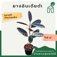 ยางอินเดียดำ Rubber Plant กระถาง 8 นิ้ว