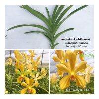 ขายดีอันดับ1 แขนงกล้วยไม้ม็อคคาร่าเหลืองจิตติ 10 ต้น สีเหลือง (Mokara Yellow Jitti Plant) คุ้มสุดสุด ต้นไม้ ฟอก อากาศ กระถาง ต้นไม้ ไม้ ประดับ ต้นไม้ ปลูก ใน บ้าน