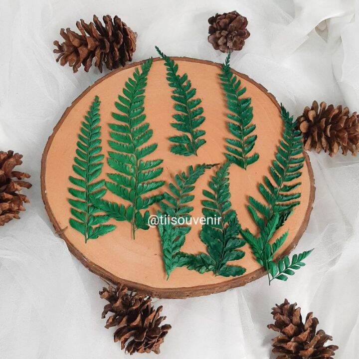 Daun Pakis Kering Bewarna Bunga Kering | Lazada Indonesia