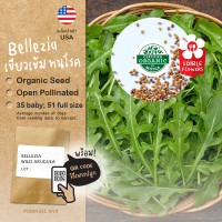 1แถม1 เมล็ดผักนำเข้า  ร็อกเก็ต, ไวลด์ ร็อกเก็ต Arugula,  Wild Arugula, Wild Rocket (Organic Seed) Salad ผักสลัด ผักร็อคเก็ต Roquette