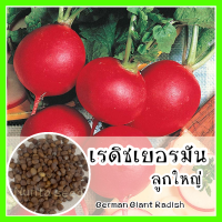 พร้อมส่ง ❗ รหัส 119 เมล็ดพันธุ์ OP แท้   เรดิชเยอรมัน - German Giant Radish หัวใหญ่กว่าแบบเชอรี่ เมล็ดเรดิช เมล็ดแรดิช เมล็ดพันธุ์พืช เมล็ดพันธุ์ผัก