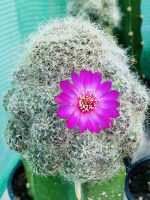 ซันโค รีบูเทีย  Sulcorebutia gerosenilis  ดอกชมพู- ม่วงเข้ม ไม้กราฟ  ขนาดหัวไม้ 6-8 นิ้ว  อยู่ในกระถาง 5 นิ้ว  สีม่วงสวยขนฟูมากๆ  ส่งแบบเคาะดิน