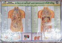 โปสเตอร์ ประกอบการศึกษา อวัยวะภายในร่างกายของเราที่สำคัญ •ORGAN OF THE CHEST AND ABDOMEN• ขนาดความกว้าง32 ความสูง22นิ้ว